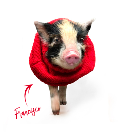 Francisco - PIG 21